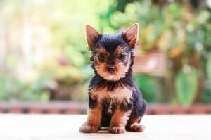 Teacup Yorkie