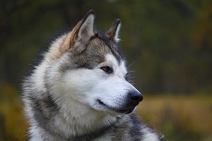 Alaskan Malamute Closeup