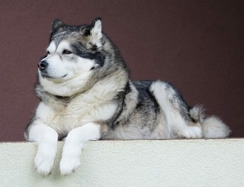 Alaskan Malamute Cost