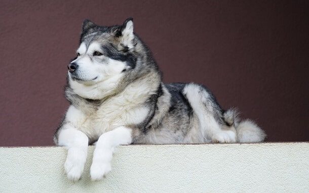 Alaskan Malamute Cost