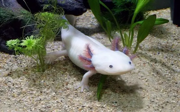 Axolotl in Tank