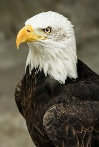 Bald Eagle Closeup