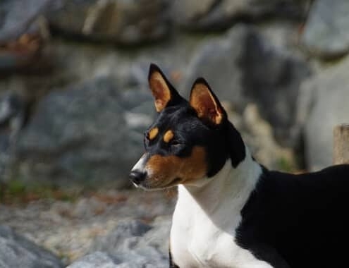 Basenji Puppy Cost