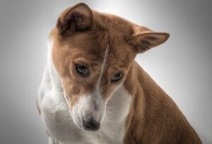 Basenji Puppy