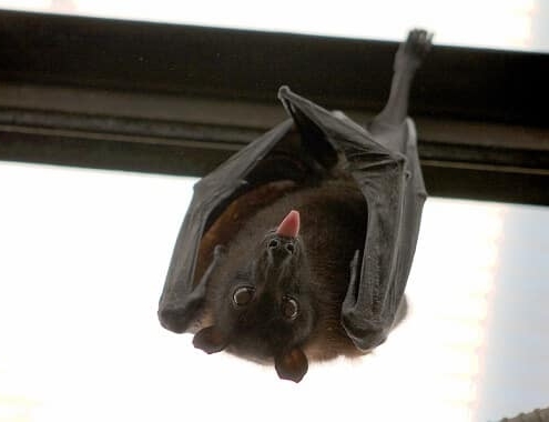 Bat Removal Cost Bat Removal Cost