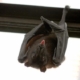 Bat Removal Cost
