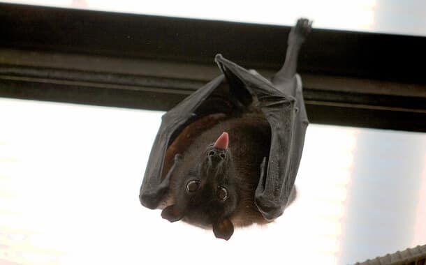 Bat Removal Cost