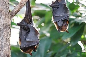 Bats on Trees