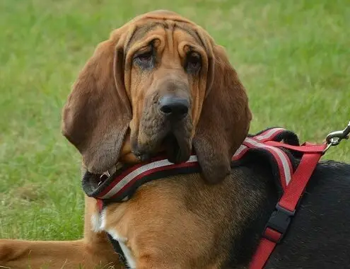 Bloodhound Dog Cost