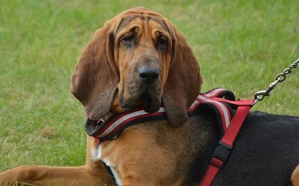 Bloodhound Dog Cost