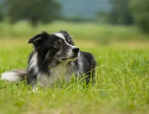 Border Collie Dog Cost
