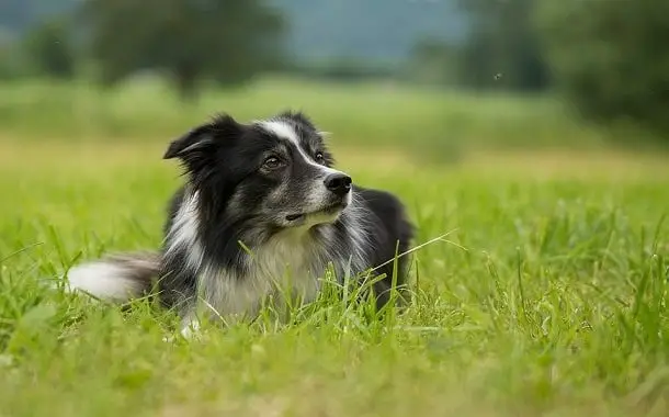 Border Collie Dog Cost