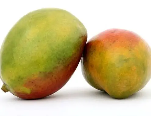 Cost of Mango