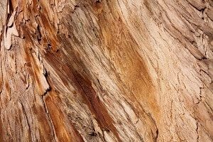 Cypress Tree