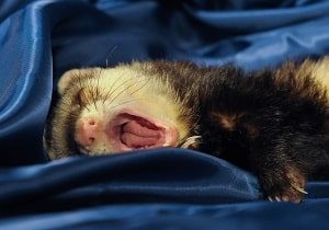 Ferret Sleeping