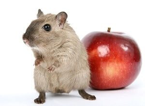 Gerbil Near an Apple