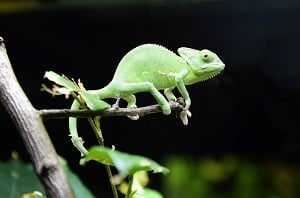 Green Chameleon