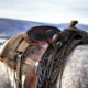 Horse Saddle Cost