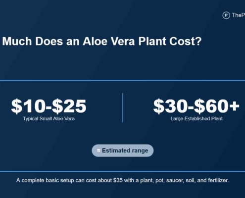Aloe Vera Plant