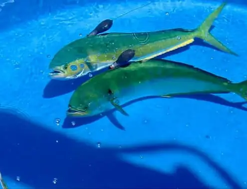 Mahi Mahi Cost