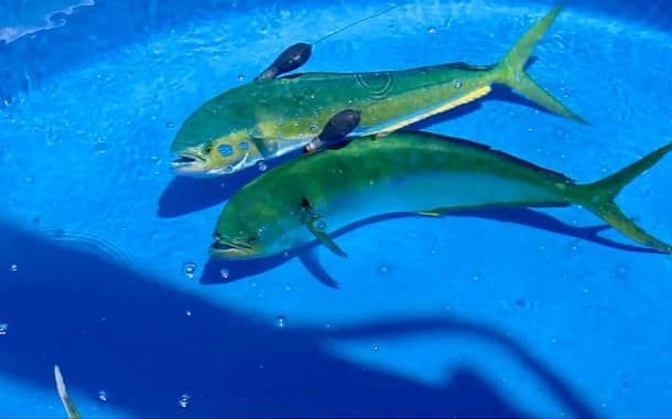 Mahi Mahi Cost