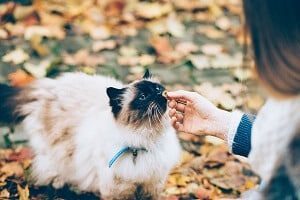 Owning a Birman Cat