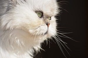 Persian Cat Closeup