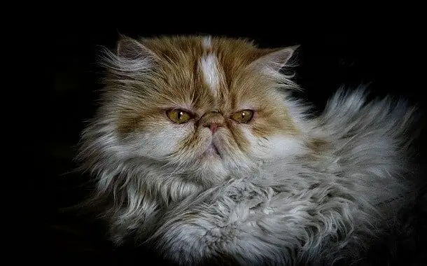 Persian Cat Cost in 2021 The Pricer