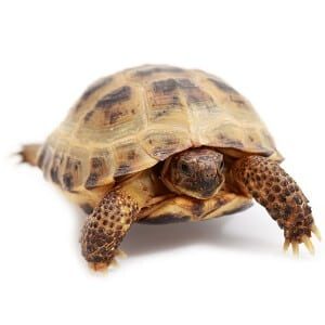 Russian Tortoise