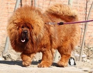 Tibetan Mastiff Breed