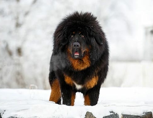 Tibetan Mastiff Cost