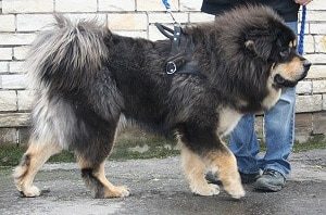 Tibetan Mastiff Price