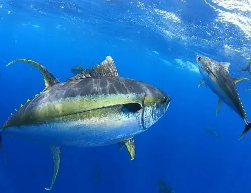Yellowfin Tuna Cost