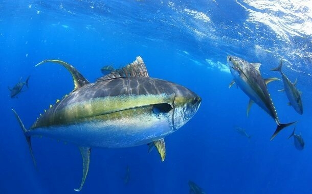 Yellowfin Tuna Cost