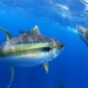 Yellowfin Tuna Cost