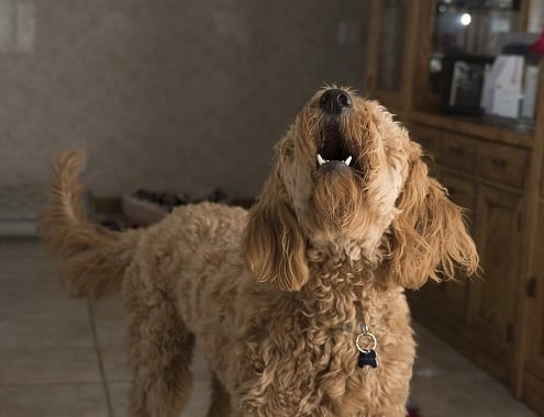 Dog Debarking Surgery Cost Dog Debarking Surgery Cost