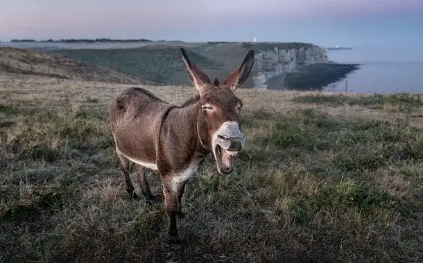Donkey Cost