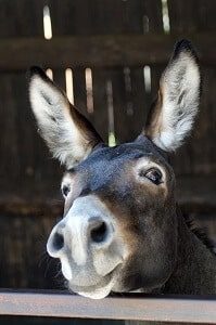 Donkey in Barn