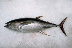 Fresh Yellowfin Tuna