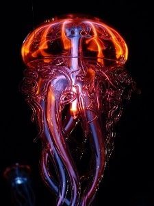 Jellyfish With Beautiful Colors