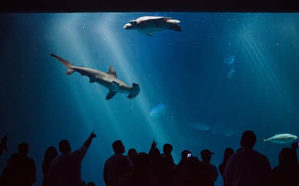 Monterey Bay Aquarium Wedding Cost