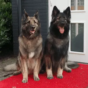 Two Shiloh Shepherds