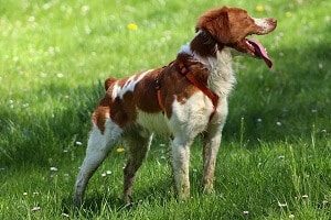 Adult Brittany Spaniel