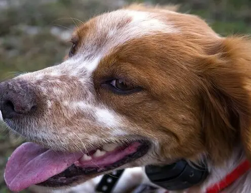 Brittany Spaniel Cost