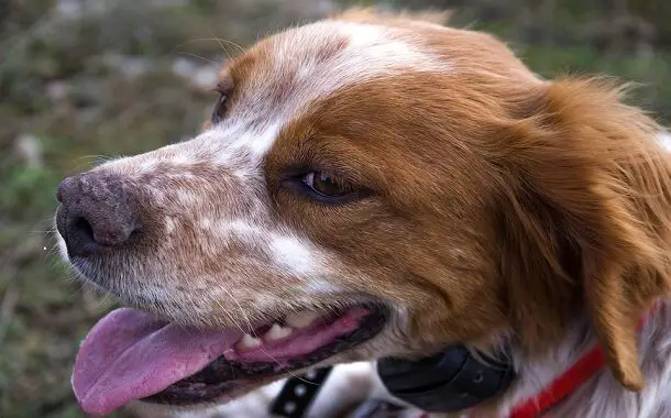 Brittany Spaniel Cost