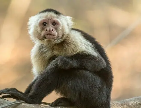 Capuchin Monkey Cost