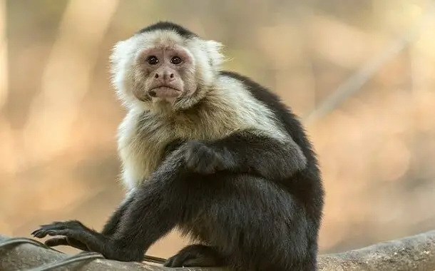 Capuchin Monkey Cost
