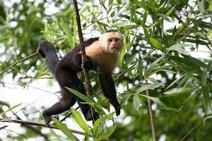 Capucin Monkey in Wilderness