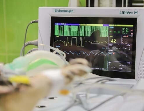 The Cost of Blood Transfusion for a Dog Dog Blood Transfusion Cost