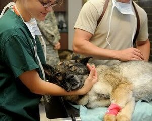 Dog Blood Transfusion